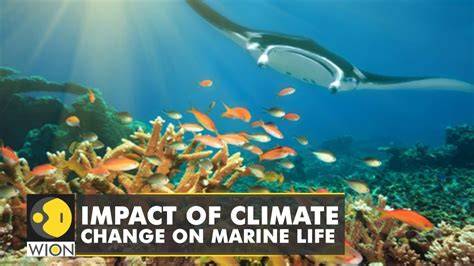 How climate change impacts marine life - European … - raincitystudios.com