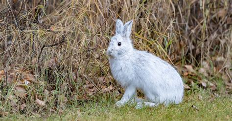 How Climate Change is Changing Animal Habits | The National ... - muktibox.com
