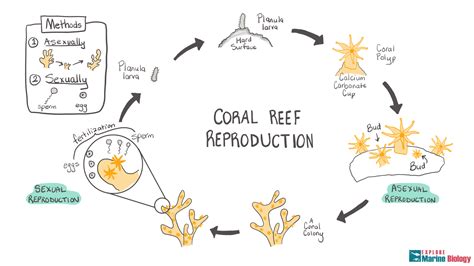 How Corals Reproduce - Coral Reef Alliance - wintechmobiles.com