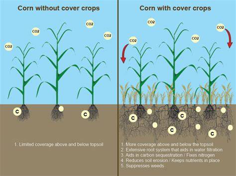 How Cover Crops Contribute to Improved Nutrient Fixation - raincitystudios.com