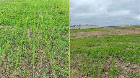 How Cover Crops Support Effective Denitrification Strategies - raincitystudios.com