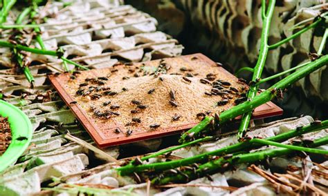 How Cricket Farming Works - HowStuffWorks - balustradellc