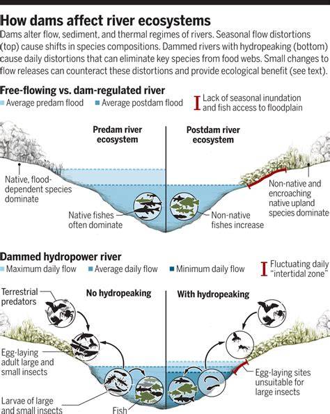 How dams can go with the flow | Science - raincitystudios.com