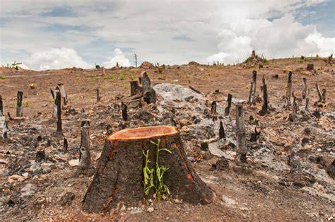 How Deforestation Works | HowStuffWorks - raincitystudios.com