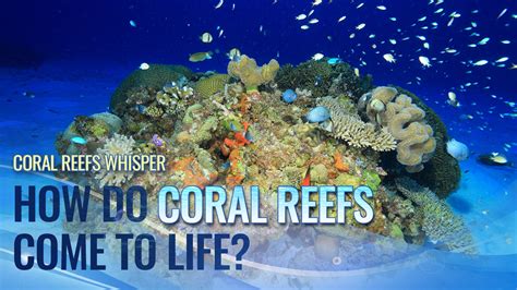 How Do Coral Reefs - wintechmobiles.com