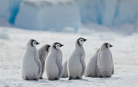 How Do Emperor Penguins Move - muktibox.com