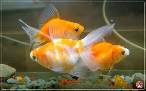 How Do Goldfish Mate - Your Complete Guide To Breeding Healthy Fry - raincitystudios.com