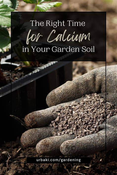 How Do I Add Calcium to My Garden Soil for Healthier Plants and ... - raincitystudios.com