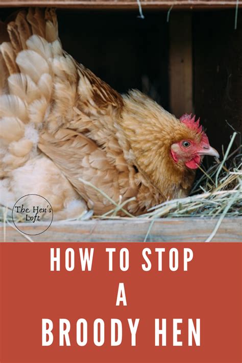 HOW DO I STOP A CHICKEN FROM BEING BROODY?????????????? - BackYard Chickens