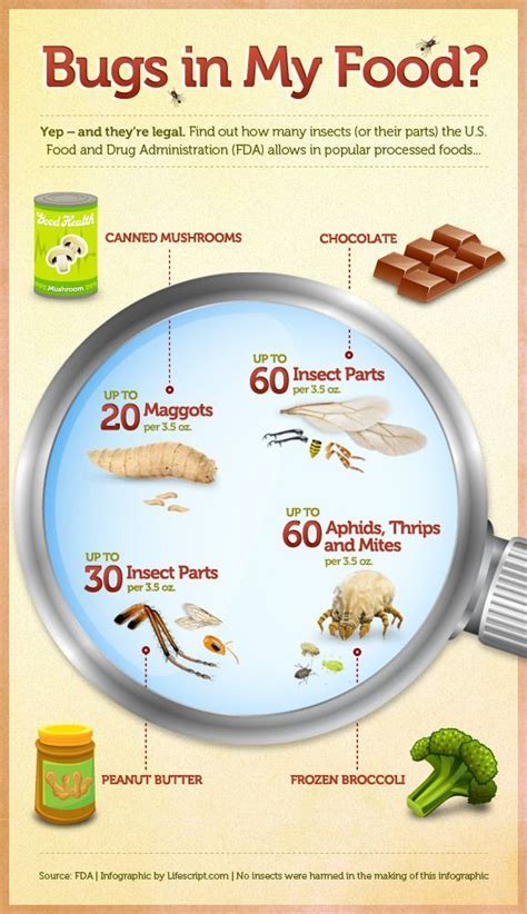 How Do Insects Find Their Food - balustradellc