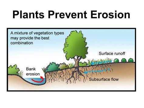 How Do Plants Prevent Soil Erosion - GardenerBible - raincitystudios.com