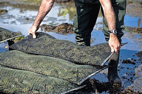 How Do You Farm Oysters (Ultimate Guide To Oyster … - balustradellc