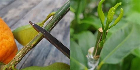 How Do You Graft Citrus Trees - raincitystudios.com