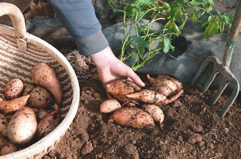 How Do You Grow Sweet Potatoes in a Garden: Essential Tips for a ... - balustradellc