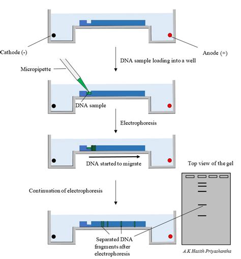How Does Gel Electrophoresis Separate DNA Fragments - wintechmobiles.com