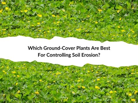 How Does Ground Cover Affect Erosion - Storables - raincitystudios.com
