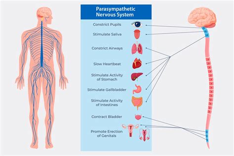 How does parasympathetic nervous systems - studyx.ai - muktibox.com