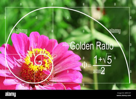 How Does The Golden Ratio Appear In Nature - wintechmobiles.com
