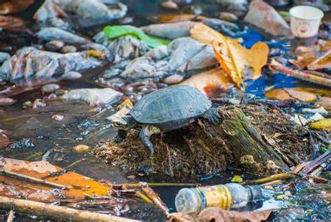 How Does Water Pollution Affect Aquatic Biodiversity - raincitystudios.com