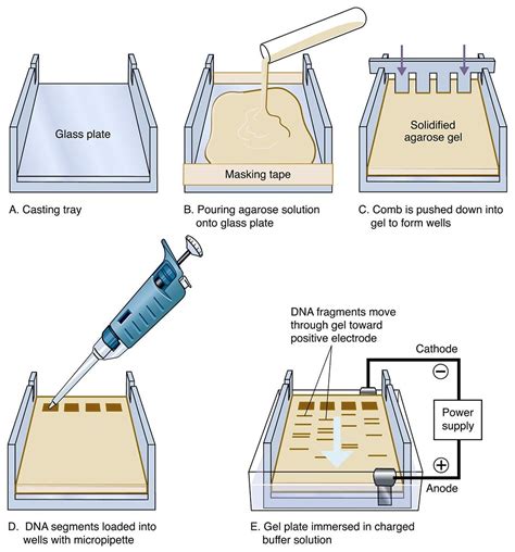 How Electrophoresis Works - Sciencing - wintechmobiles.com