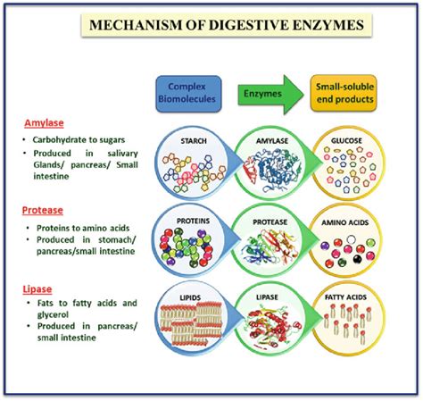 How Enzymes Act As Catalysts During Digestion - wintechmobiles.com