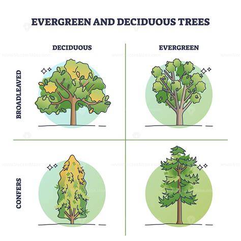 How evergreen and deciduous trees coexist during secondary forest ... - raincitystudios.com