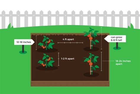 How Far Apart to Plant Cherry Tomatoes: Spacing … - balustradellc