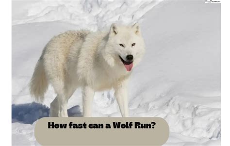 HOW FAST IS A WOLF