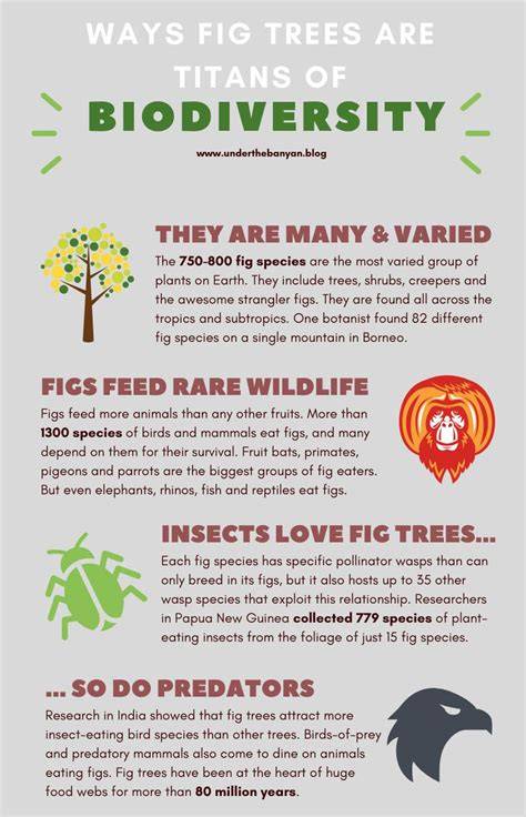 How Fig Trees Restore Forests and Biodiversity - raincitystudios.com