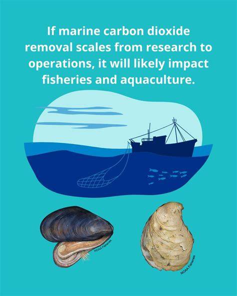 How fisheries bring carbon dioxide back to the atmosphere - raincitystudios.com