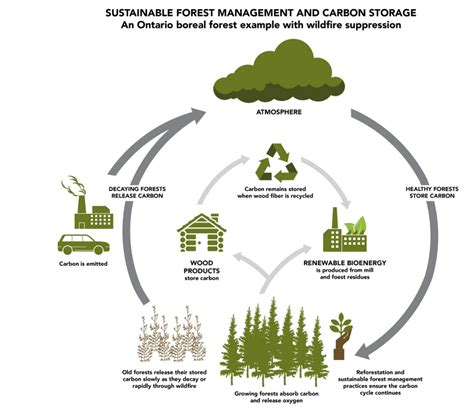 How Forest Mitigate Climate Change - raincitystudios.com