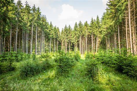 How Forest Regeneration Could Reduce Global … - raincitystudios.com