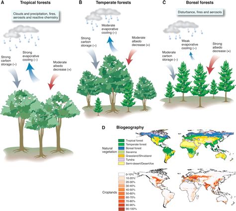 How Forests Affect the Climate - Global Forest Watch - raincitystudios.com