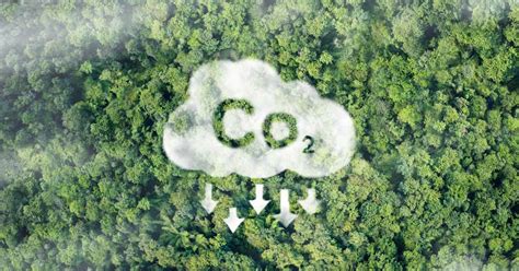 How Forests Store Carbon - Penn State Extension - raincitystudios.com