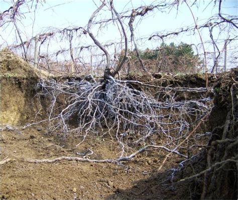 HOW GRAPEVINE ROOTS GROW Lodi Growers