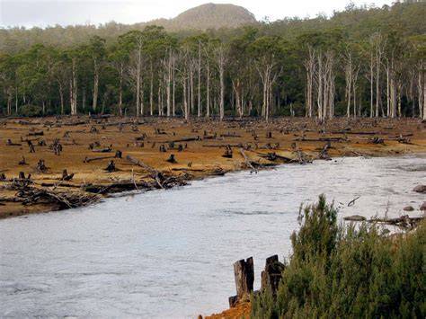 How Habitat Destruction Leads to Biodiversity Loss - raincitystudios.com