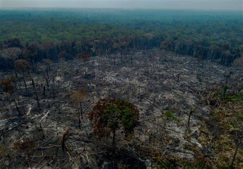 How halting deforestation can help counter the climate … - raincitystudios.com