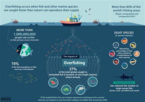 How Has Overfishing Polluted The Ocean - raincitystudios.com