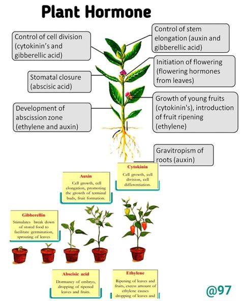 How hormones and growth regulators affect your plants - raincitystudios.com