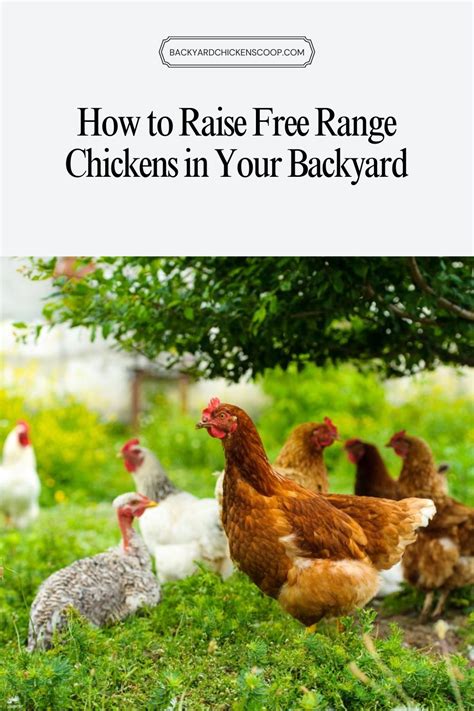 How I Raise Free Range Chickens CHEAP and EASY - balustradellc