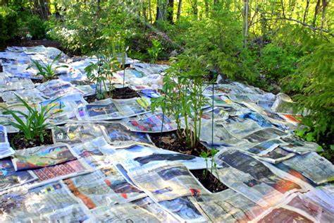 How I Smother Weeds with Newspaper - Kevin Lee … - raincitystudios.com