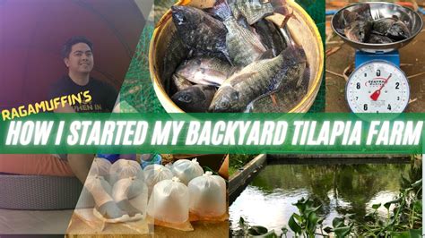 HOW I STARTED MY BACKYARD TILAPIA FARMING - balustradellc