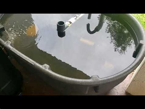 How I Started Raising Tilapia and Catfish - balustradellc