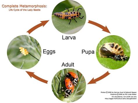 How Insects And Plants Have Metamorphosis - muktibox.com