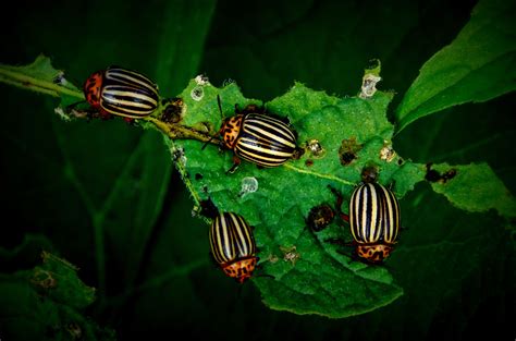 How Insects Find Their Food Plants - ThoughtCo - balustradellc
