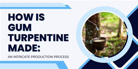 How is Gum Turpentine Made: An Intricate Production Process - raincitystudios.com