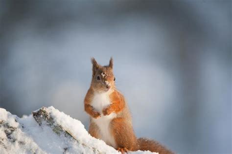 How Lancashire is planning to protect its under-threat wildlife - MSN - wintechmobiles.com