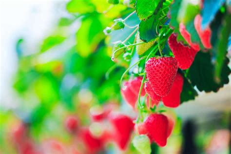 How Large Are Natural Grown Organic Strawberries Images - Adobe … - balustradellc