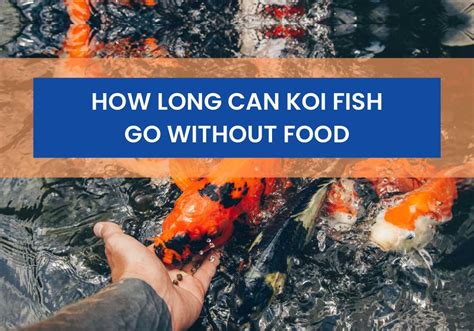 How Long Can Koi Live Without Food | My Projects - balustradellc