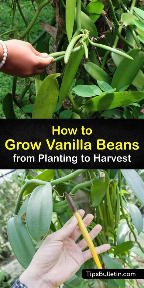 How Long Does It Take To Grow Vanilla Beans - balustradellc